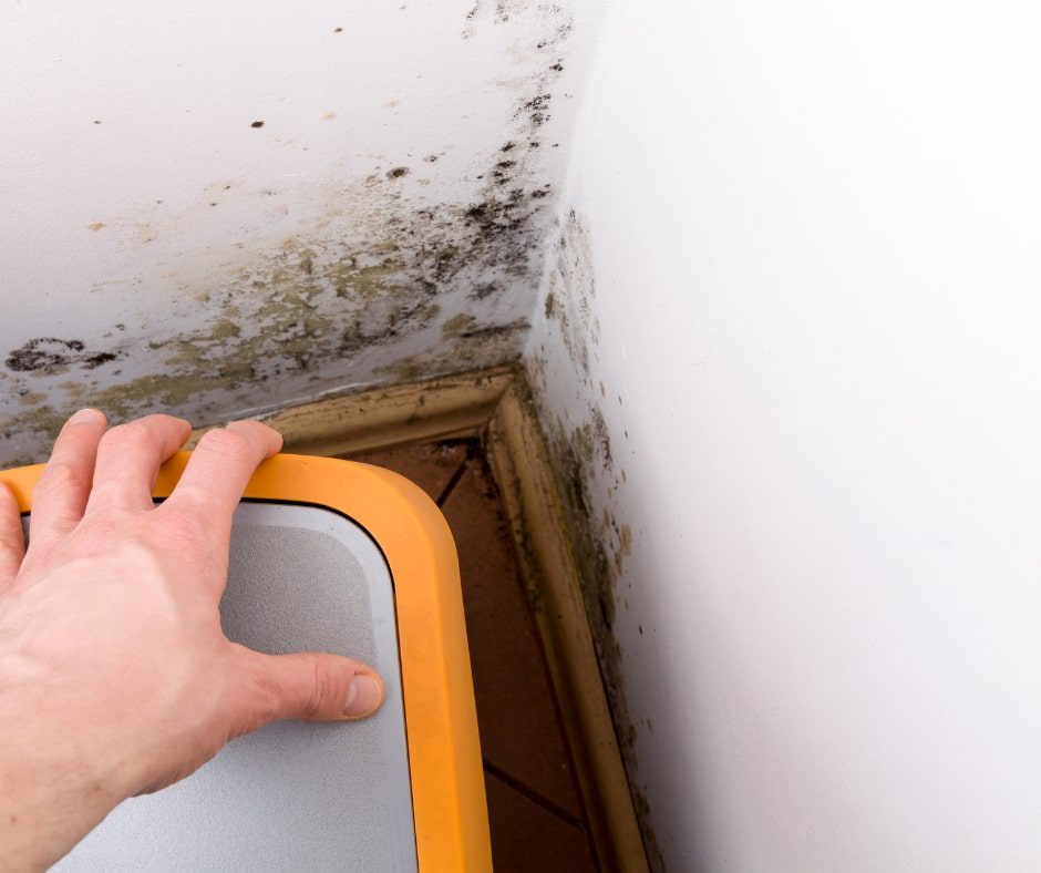 Understanding Why Mold Keeps Coming Back