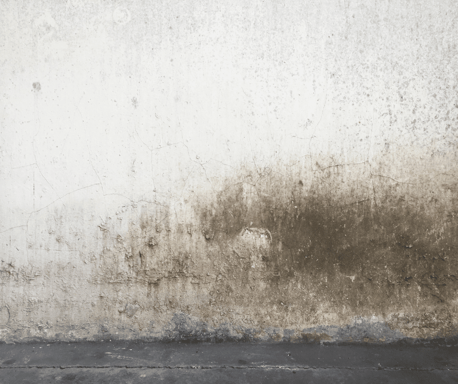 How to Tell the Difference Between Mold and Dirt