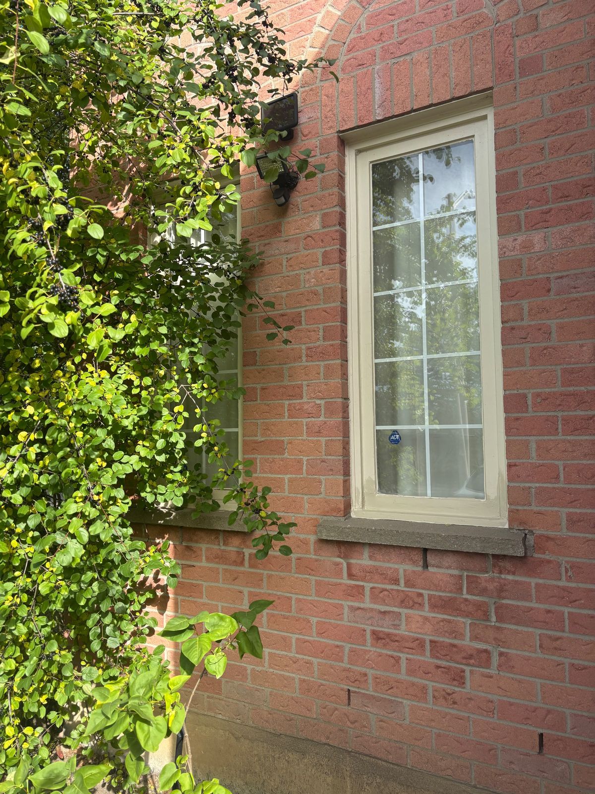 Exterior window frame with weathered paint beside ivy on a Richmond Hill brick wall